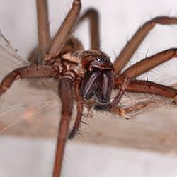 house spider in home
