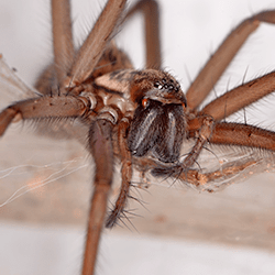 house spider