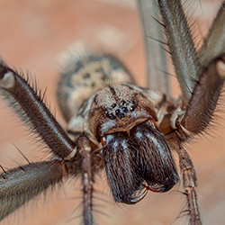 Spiders Bite: Read This Before You Shriek for Help, Hartford Hospital