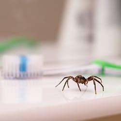 house spider in bathroom