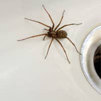 House Spider In Sink