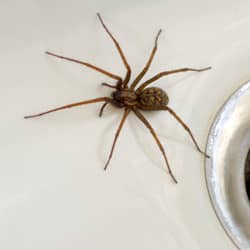 house spider