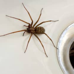 house spider found in sink