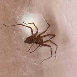 house spider