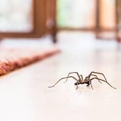 a log legged house spider crawling across the living-room floor of a new england home.