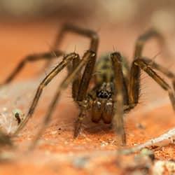 spider in basement