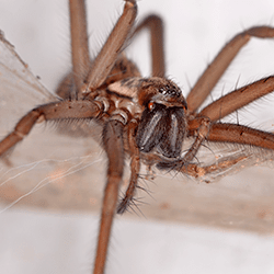 Spiders  Facts & Identification, Control & Prevention