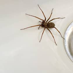 house spider found in sink