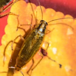 up close image of a cockroach