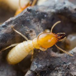 termite crawling in wood