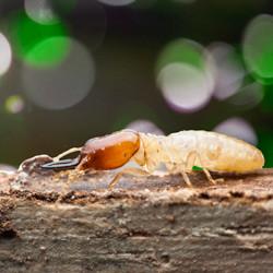 termite up close