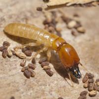 a termite