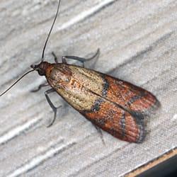 indian meal moth in hartford