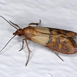 indian meal moth