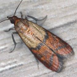 an indian meal moth crawling through a new england kitchen food pantry during fall season