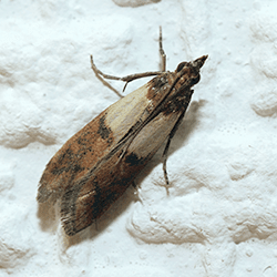 indian meal moth in home