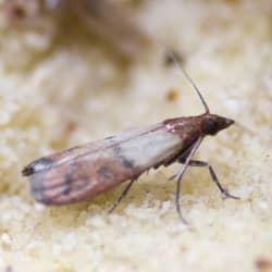 close up of indian meal moth