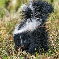 skunk in field