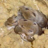 mice living in insulation