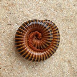 a millipede curled up on a bathrom floor