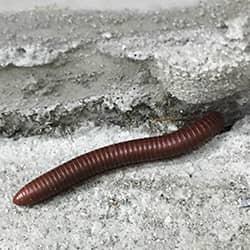 up close image of a millipede crawling