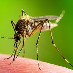 a mosquitoe biting on a new england wedding quest while the resident it trying to celebrate during a september ceremony