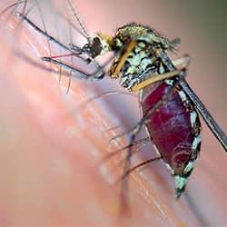 a mosquito biting human skin and sucking blood