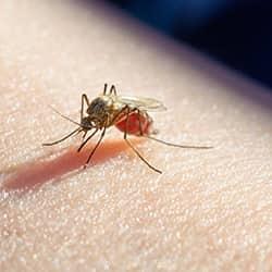 a mosquito biting human skin