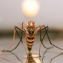 mosquito up close