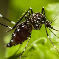 a mosquito perched on a leaf