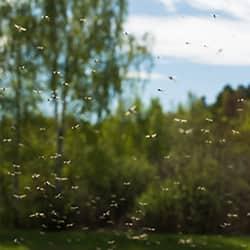 a very large swarm of mosquitoes flying in clusters on a new england property