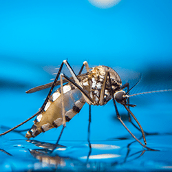 mosquito on water