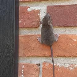 mouse climbing wall outside home