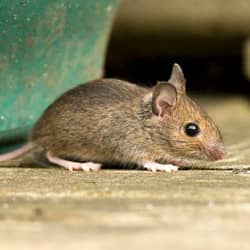 mouse on kitchen counter