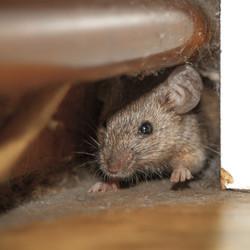 mouse hiding in walls