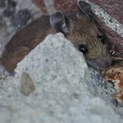 mouse hiding in basement