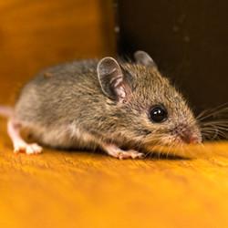 up close image of a mouse crawling in a hartford home