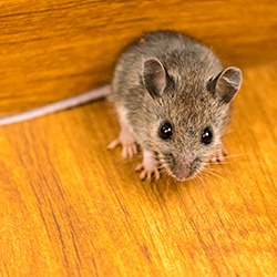 mouse found in springfield home