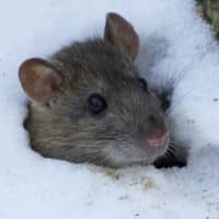 mouse found in snow