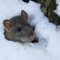 cold mouse seeking winter shelter