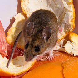 a house mouse scurring along a springfield massachusetts kitchen counter top