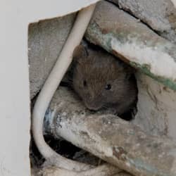 mouse in the walls of a springfield home