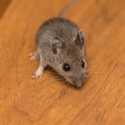 rodent in springfield home