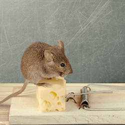 mouse eating cheese