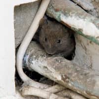 mouse found in a massachusetts home