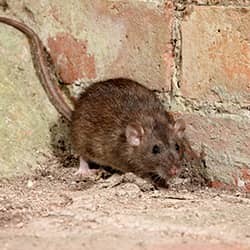 norway rat in basement
