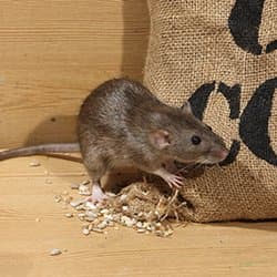 norway rat eating seeds