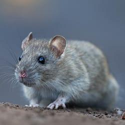 close up of norway rat