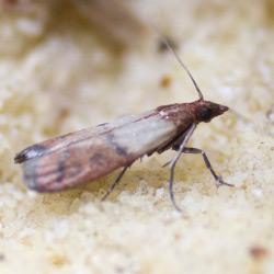 How to get rid of pantry moths: pest control experts explain