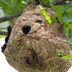 a paper wasp nest